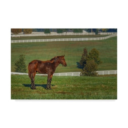 Galloimages Online 'Out Standing In His Field Oil Paint' Canvas Art,30x47